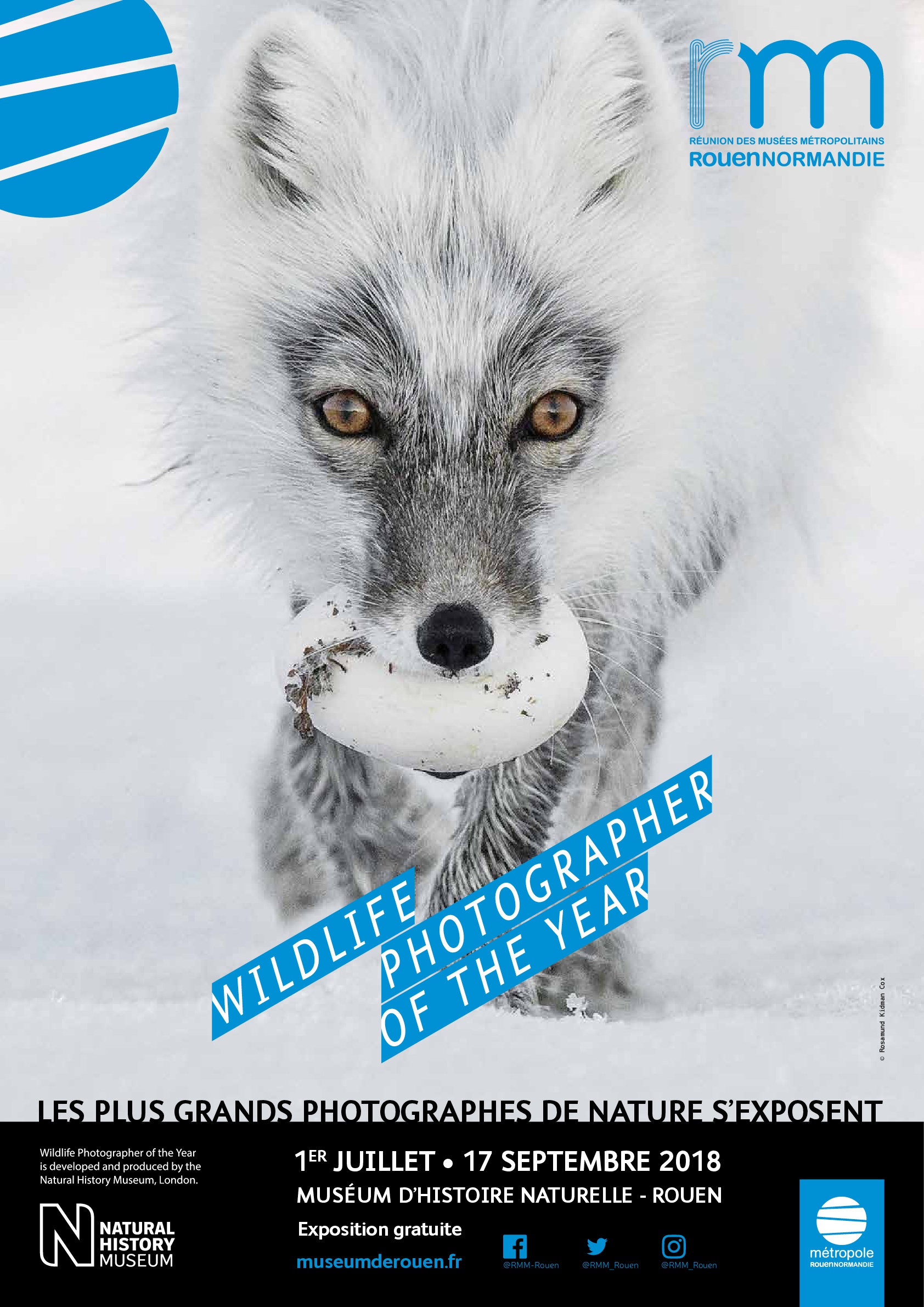wildlife-affichea3_loup-001_0.jpg